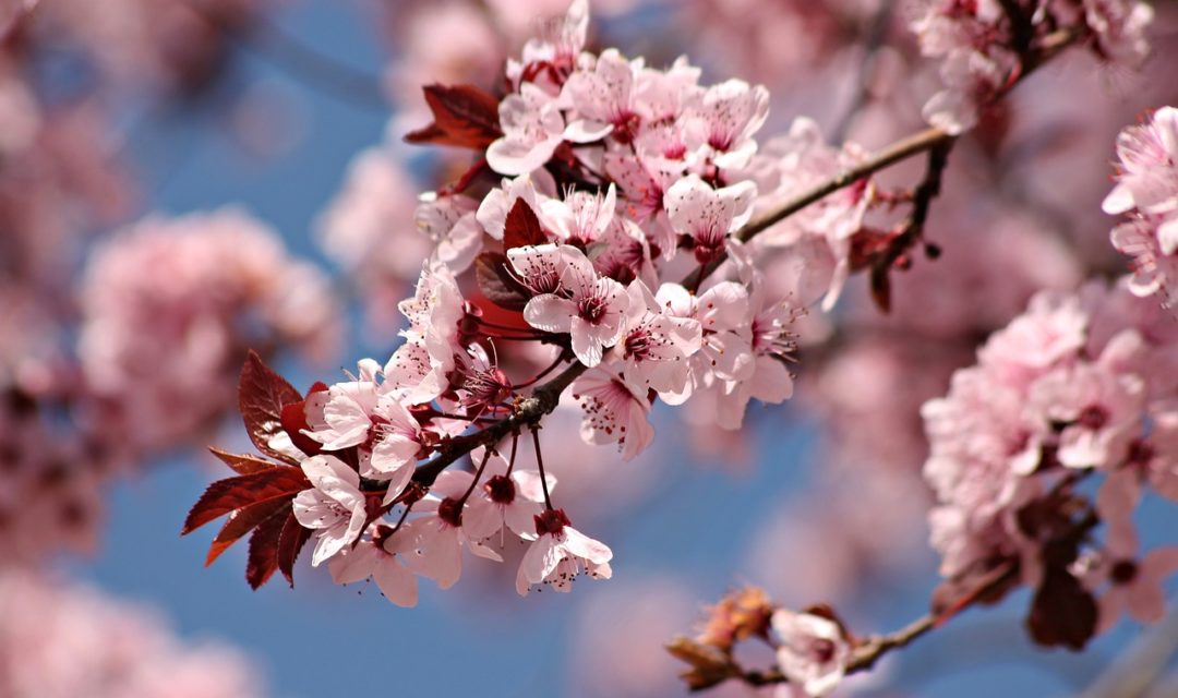 cherry-blossom-6083811_1280